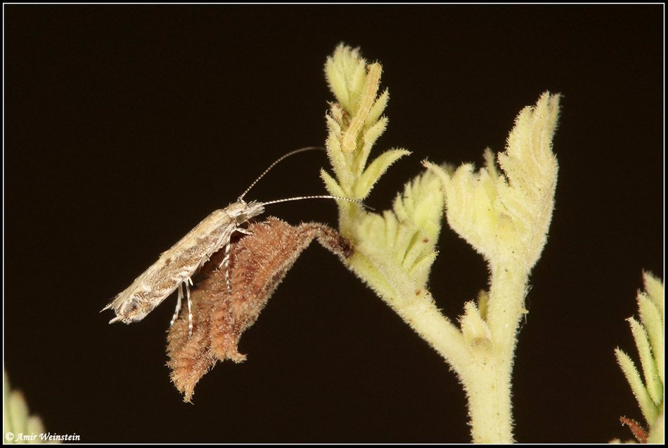 Lepidoptera d''Israele - Part 2       ID Help Request